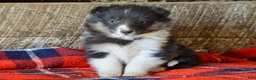 Sheltiedoodle dogs for sale: Marie - Ad 1