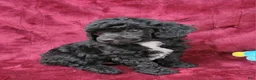 Miniature Poodle dogs for sale: Miniature Poodle black boy - Ad 11
