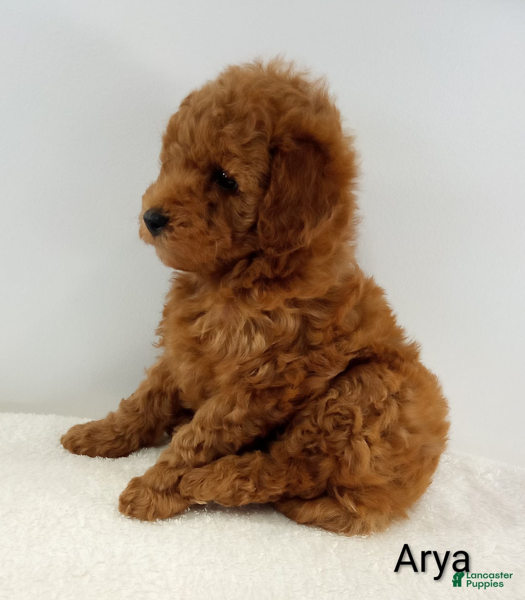 Toy Poodle dogs for sale: Arya - AKC  - Ad 3