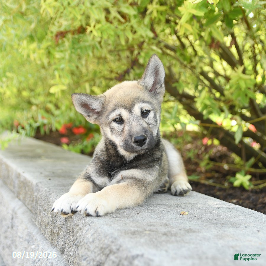 Shiba Inu dogs Scout - Ad 2