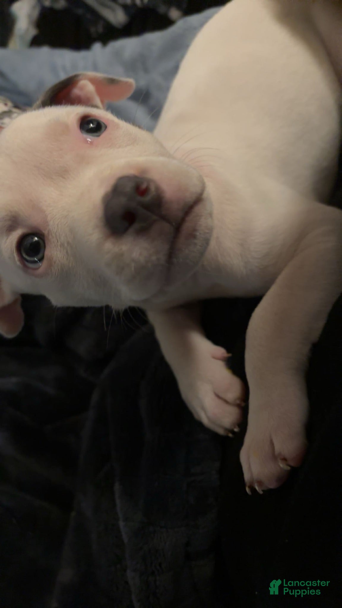 American Pit Bull Terrier dogs American Pit Bull Terrier 4 - Ad 2