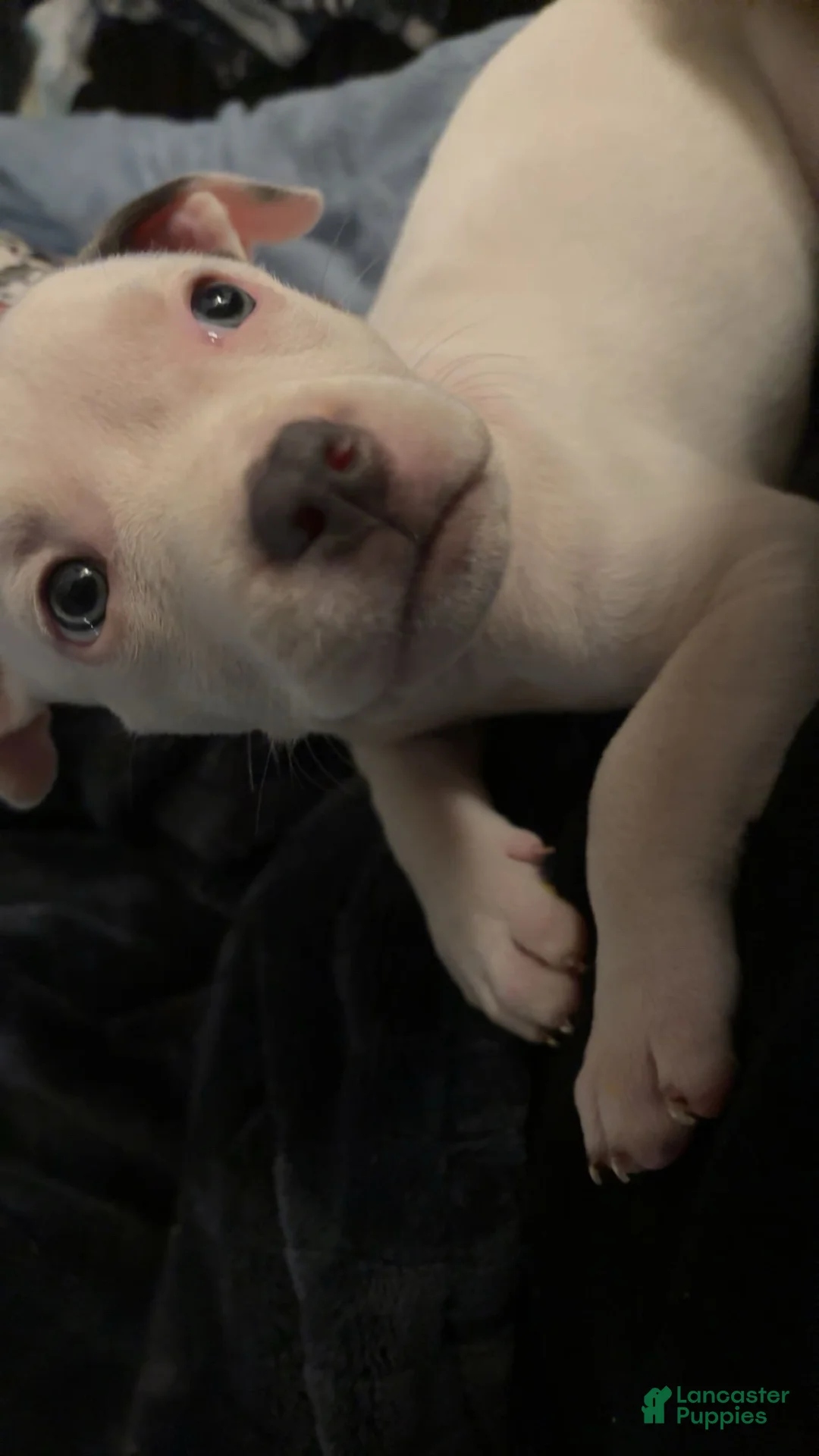 American Pit Bull Terrier dogs for sale: American Pit Bull Terrier 4 - Ad 1