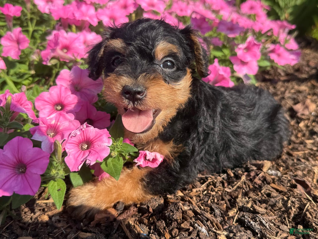 Schnoodle dogs for sale: Isaiah - Ad 35