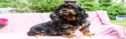 Cocker Spaniel dogs for sale: Tony - Ad 15