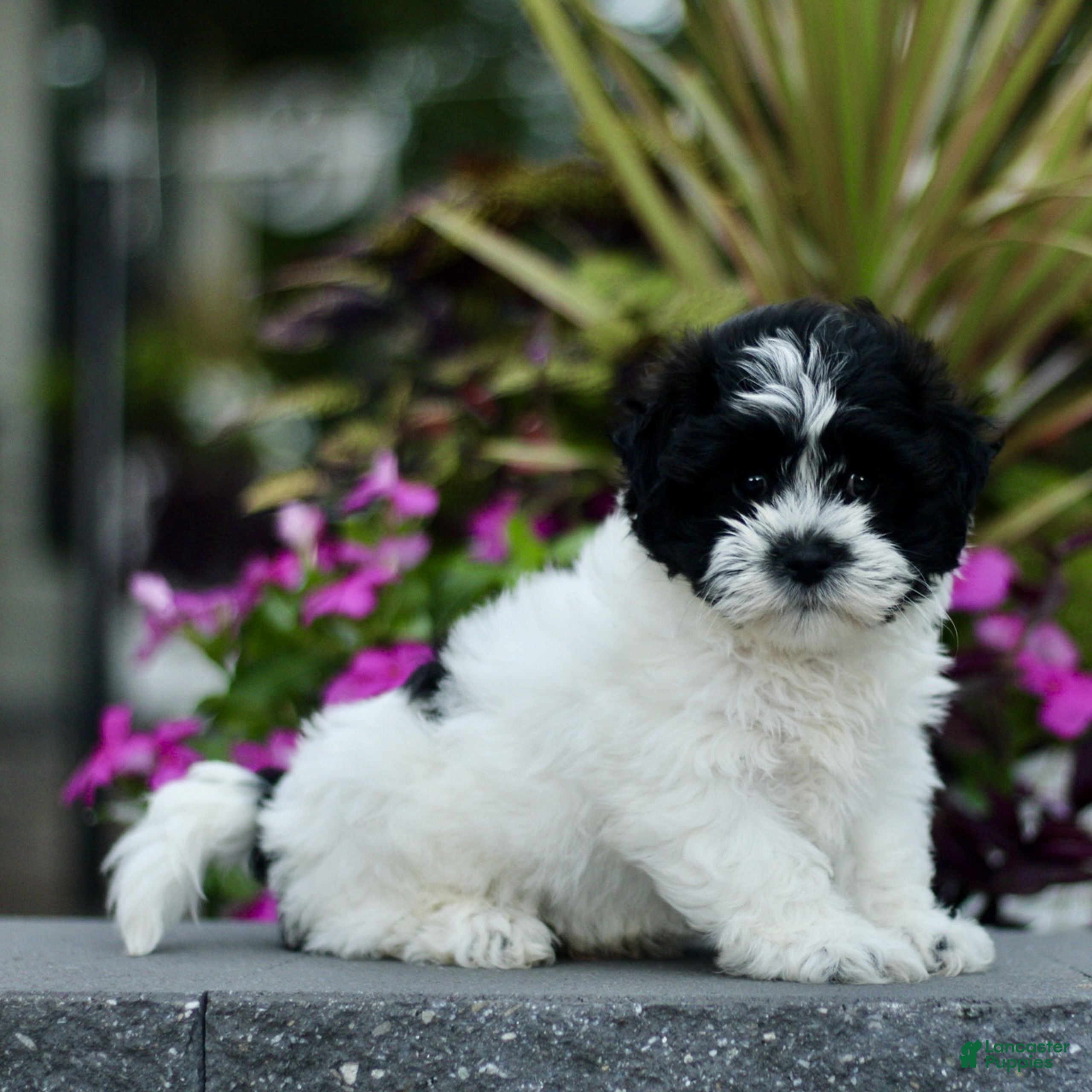 Teddy Bear dogs Sugar  - Ad 1