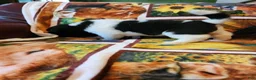 Akita dogs for sale: AKC Akita Puppy - Starlight - Ad 5