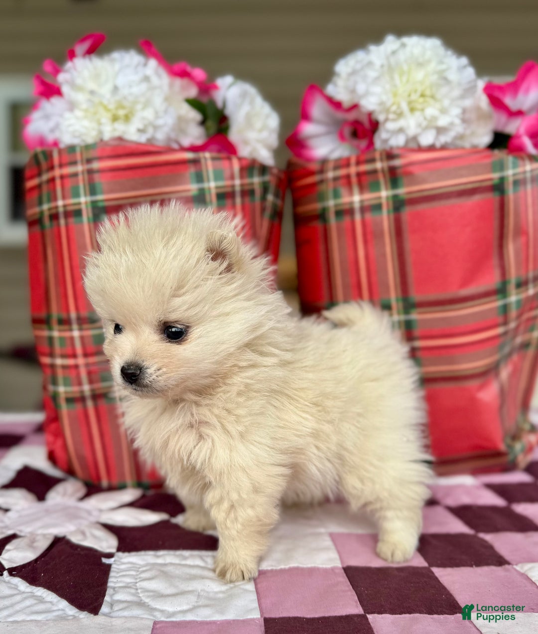 Pomeranian dogs for sale: Buddy - Ad 2