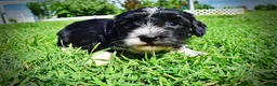 Havapoo dogs for sale: Havapoo Puppy 3 - Ad 13