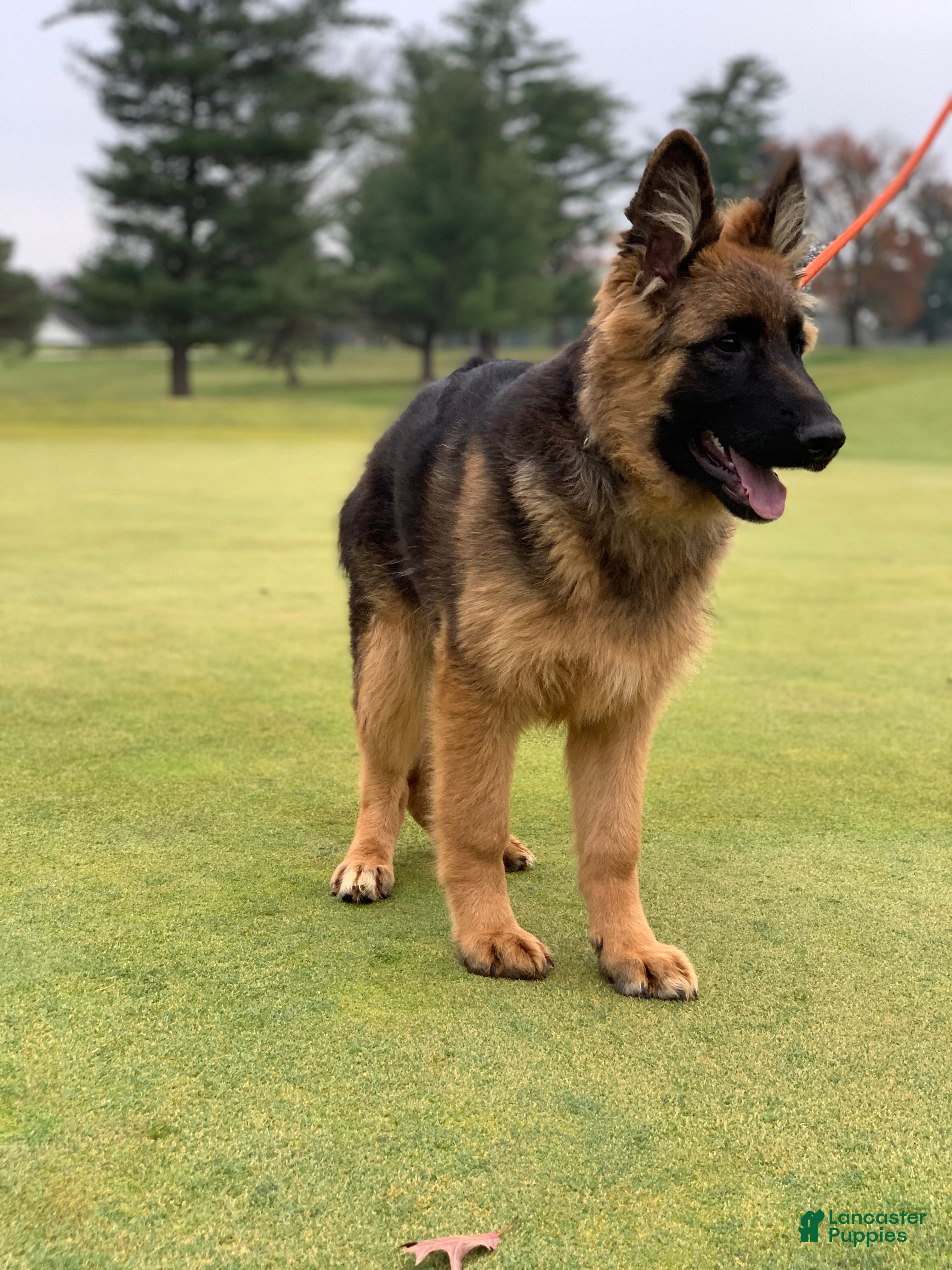 German Shepherd dogs Black - Ad 14