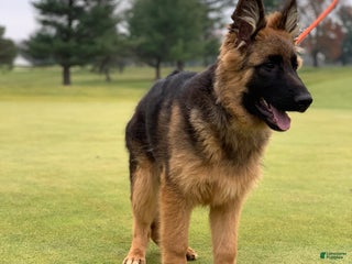 German Shepherd dogs Black - Ad 11