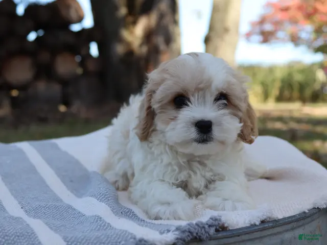 Cavapoo dogs for sale: Copper - Ad 16