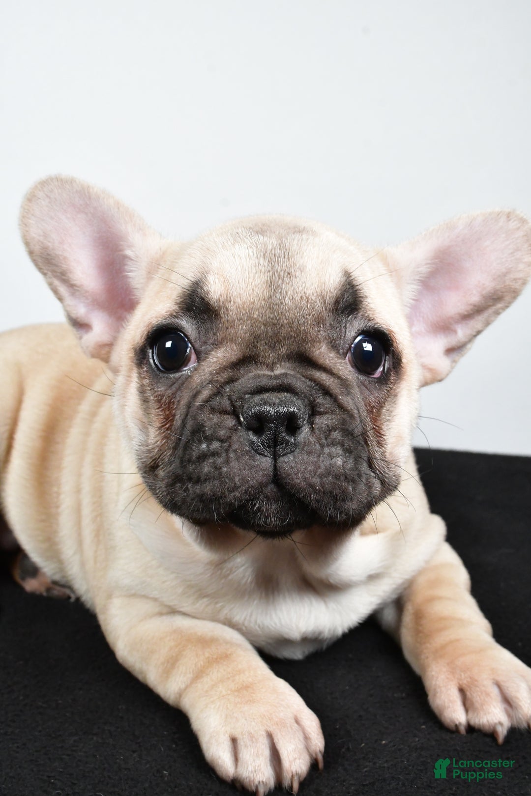 French Bulldog dogs for sale: Hazel - Ad 1