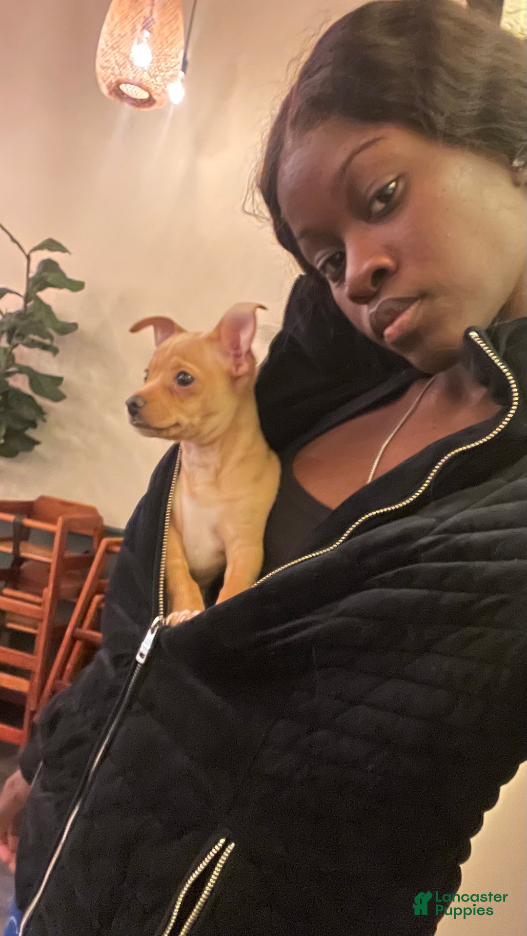 Chihuahua dogs for sale: Chihuahua Puppy 1 - Ad 1