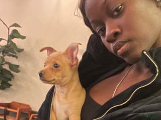 Chihuahua dogs Chihuahua Puppy 1 - Ad 18