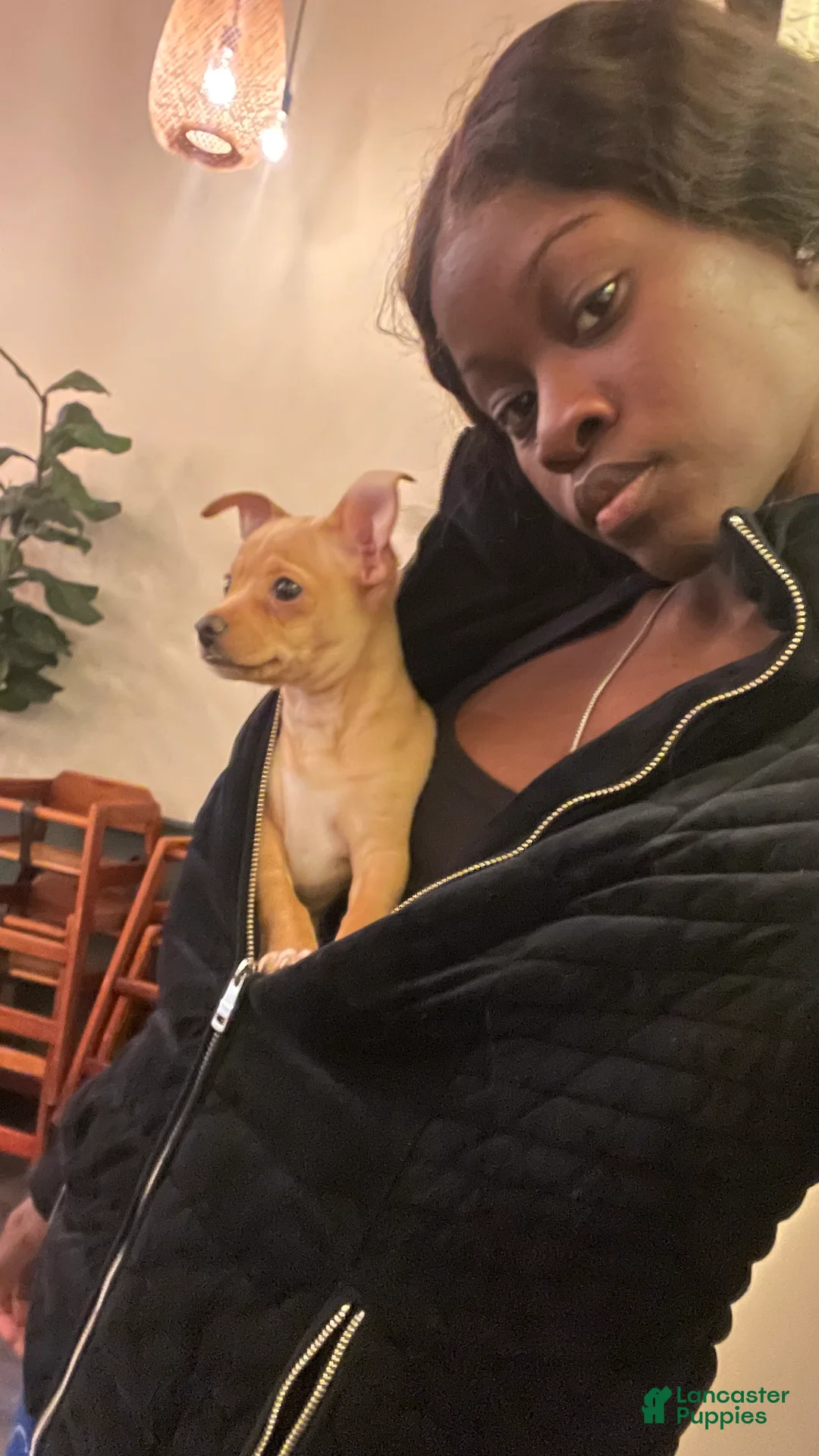 Chihuahua dogs for sale: Chihuahua Puppy 1 - Ad 1