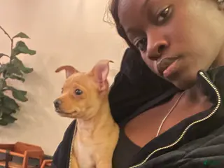 Chihuahua dogs Chihuahua Puppy 1 - Ad 23