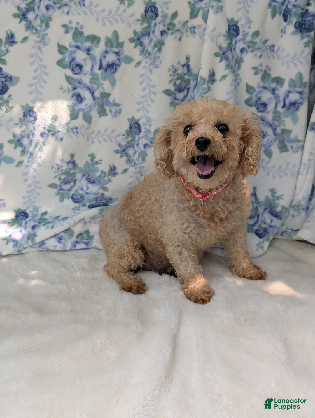 Bichpoo dogs for sale: Bear - Ad 8