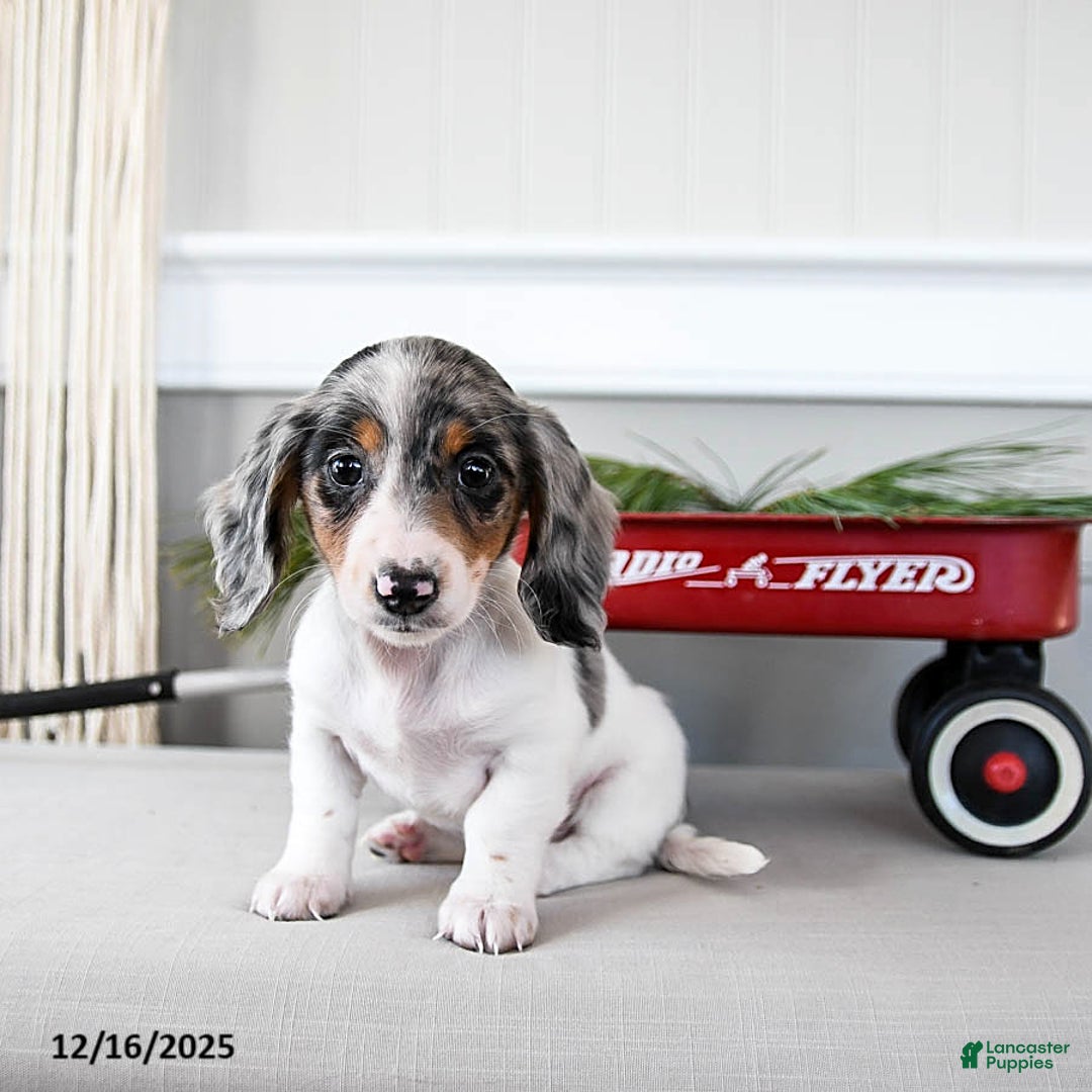 Dachshund dogs for sale: Joelle - Ad 1