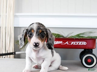 Dachshund dogs Joelle - Ad 4