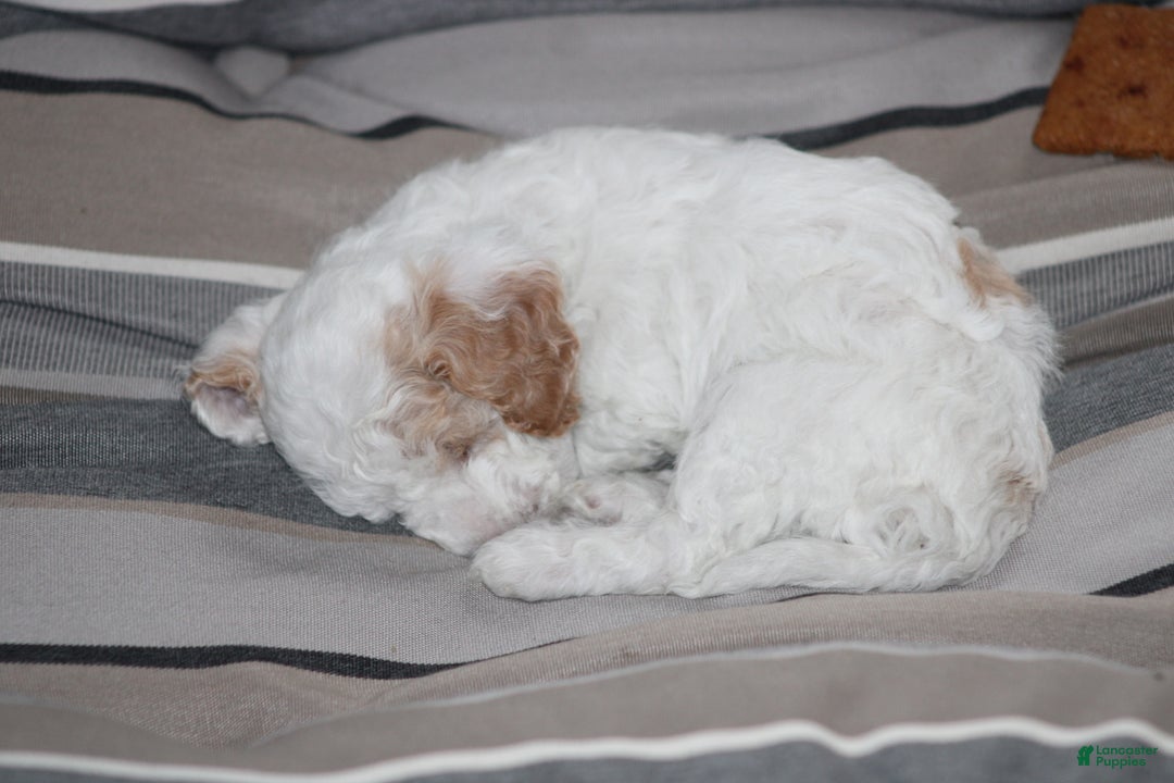 Cavapoo dogs for sale: Darla (Special Needs) - Ad 9