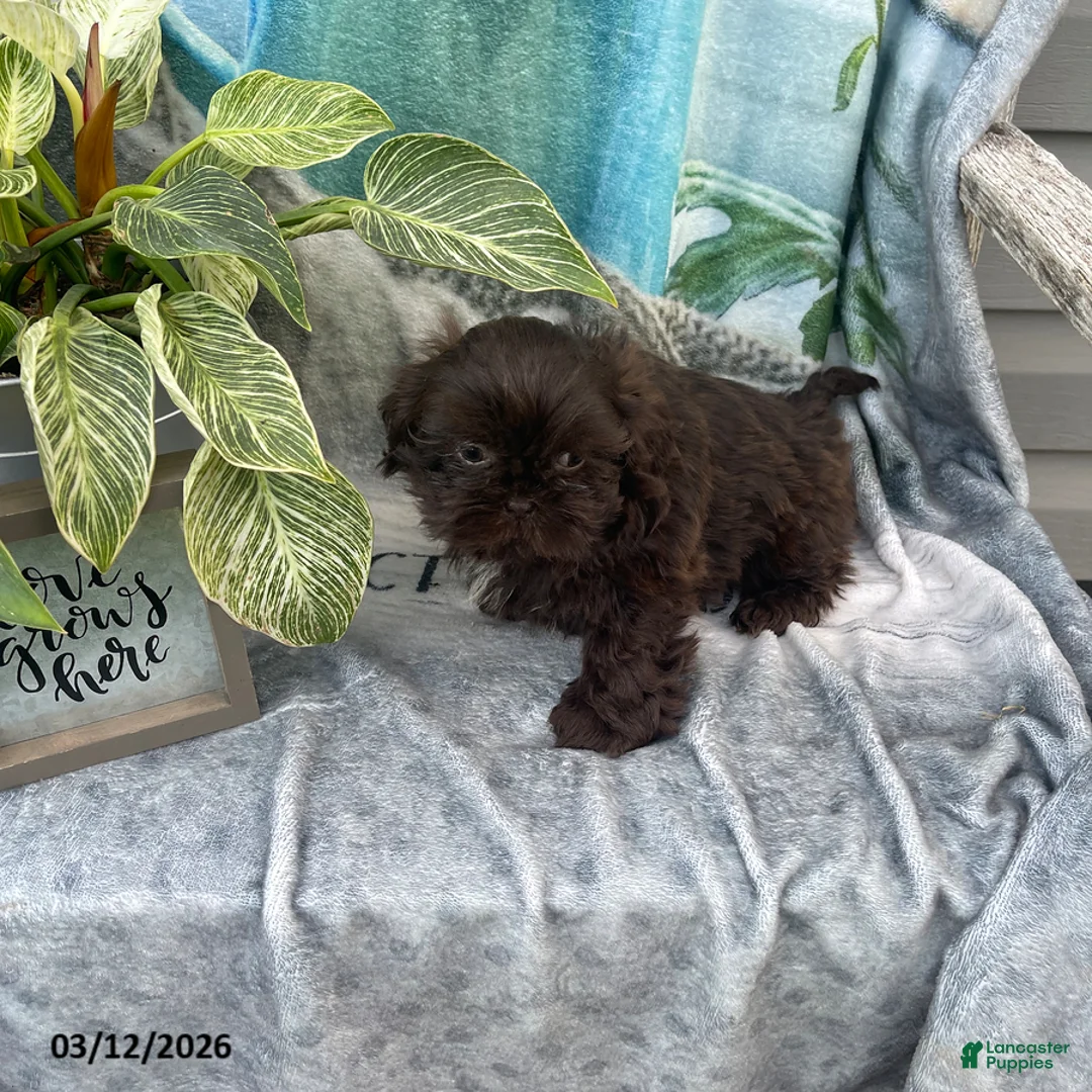 Shih Tzu dogs for sale: Teddy - Ad 1