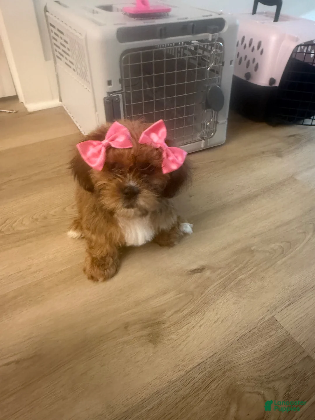 Shorkie dogs for sale: Shorkie 1 - Ad 3