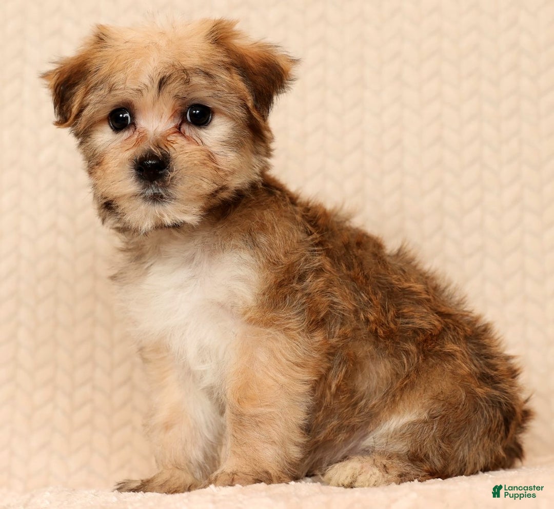 Yochon dogs for sale: Sophia - Ad 3