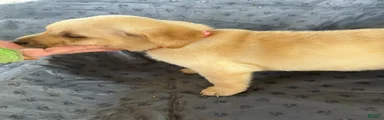 Peaches-Female