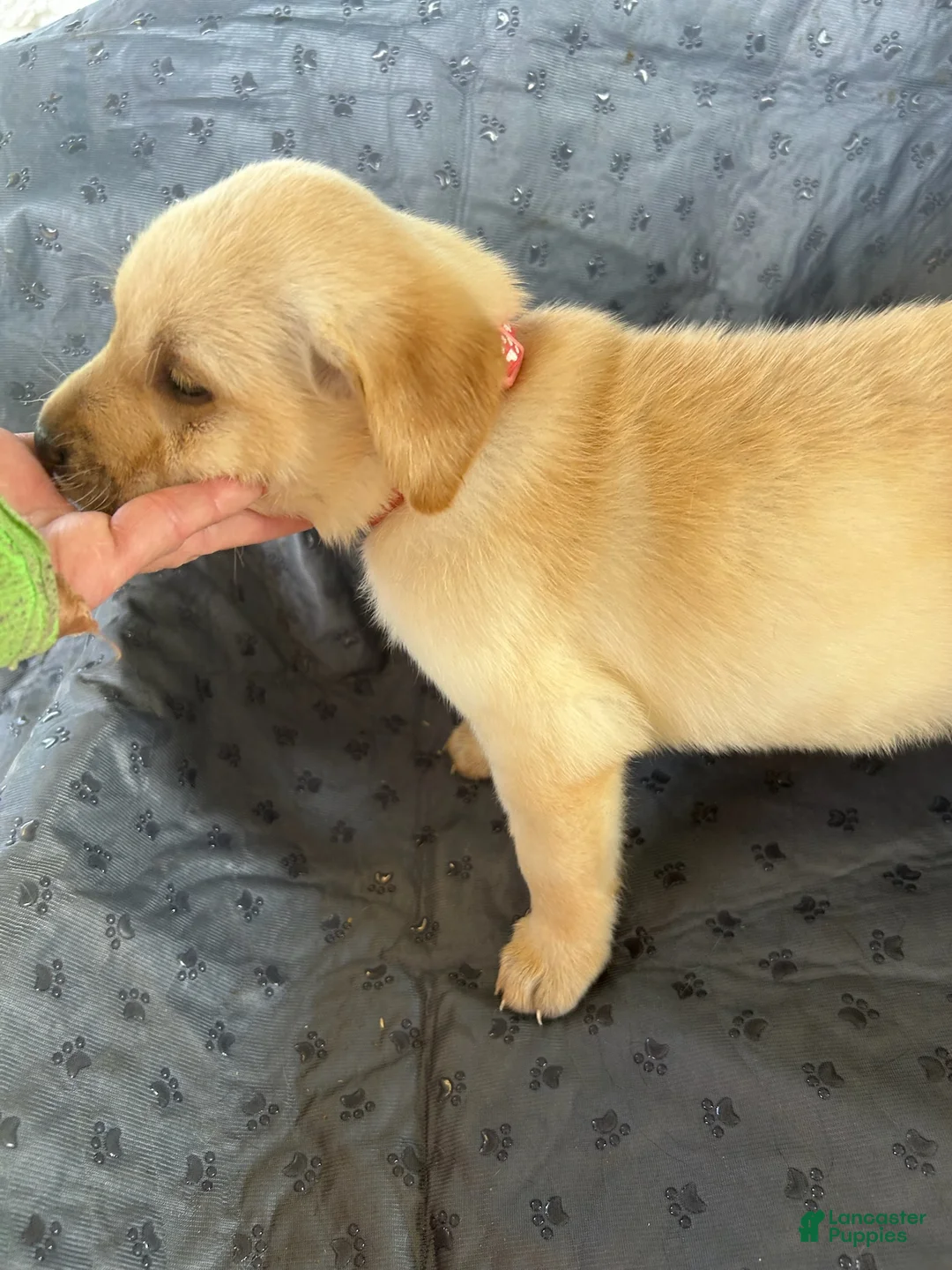Labrador Retriever dogs for sale: Peaches-Female - Ad 1