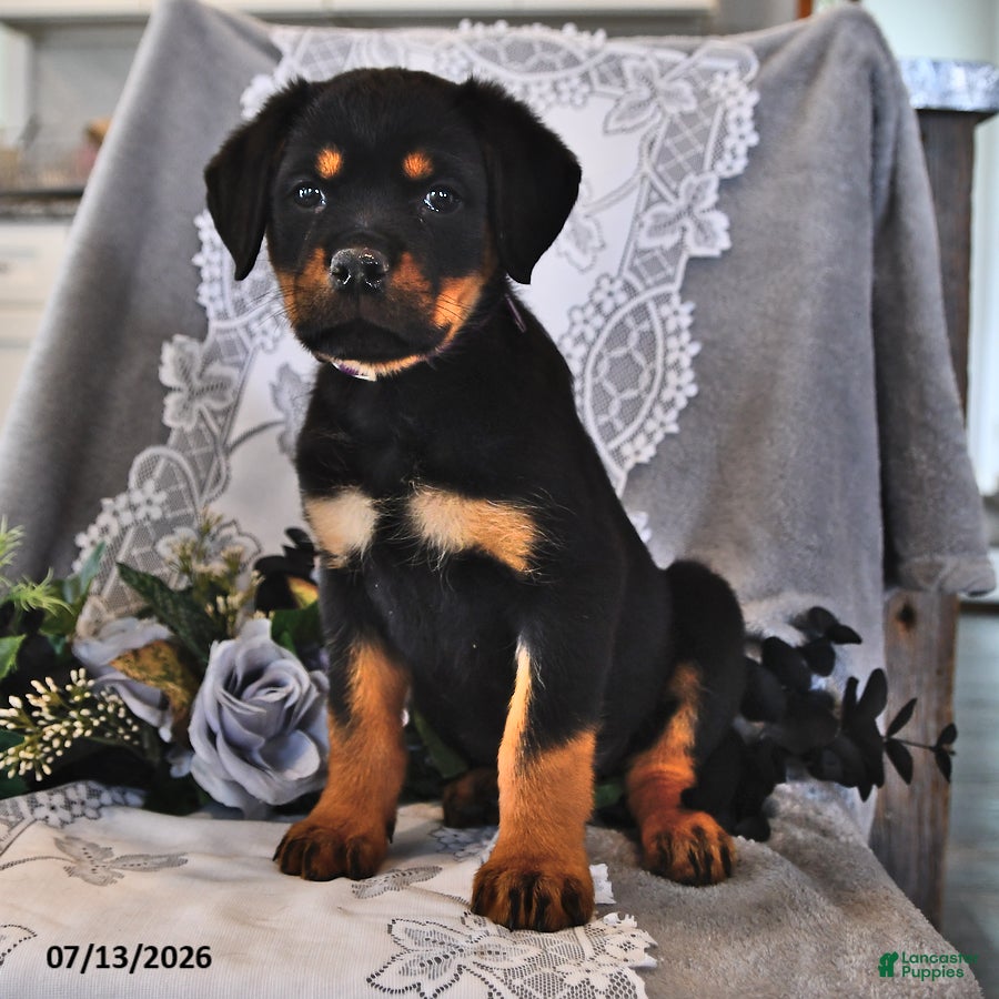 Rottweiler dogs Pansy - Ad 1