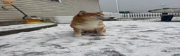 Shiba Inu dogs for sale: Shiba Inu Puppy 1 - Ad 5