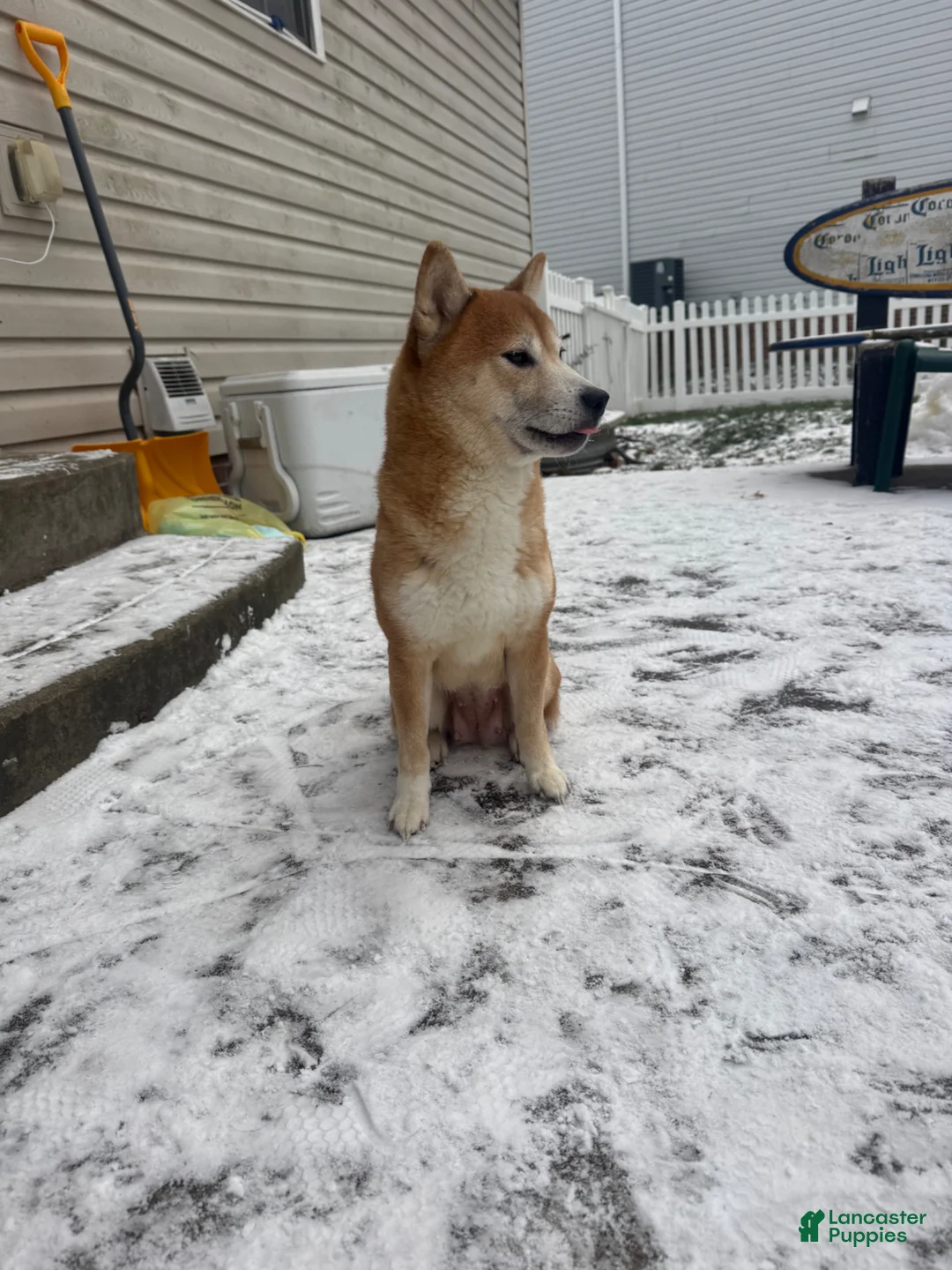 Shiba Inu dogs for sale: Shiba Inu Puppy 1 - Ad 5