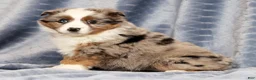 Miniature Australian Shepherd dogs for sale: Edi - Ad 4