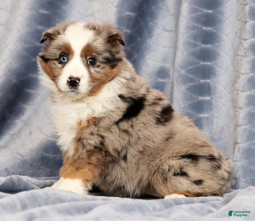 Miniature Australian Shepherd dogs for sale: Edi - Ad 4