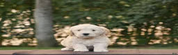 Goldendoodle dogs for sale: Hank - Ad 11