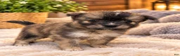 Mixed Breed dogs for sale: Alejandro  - Ad 1