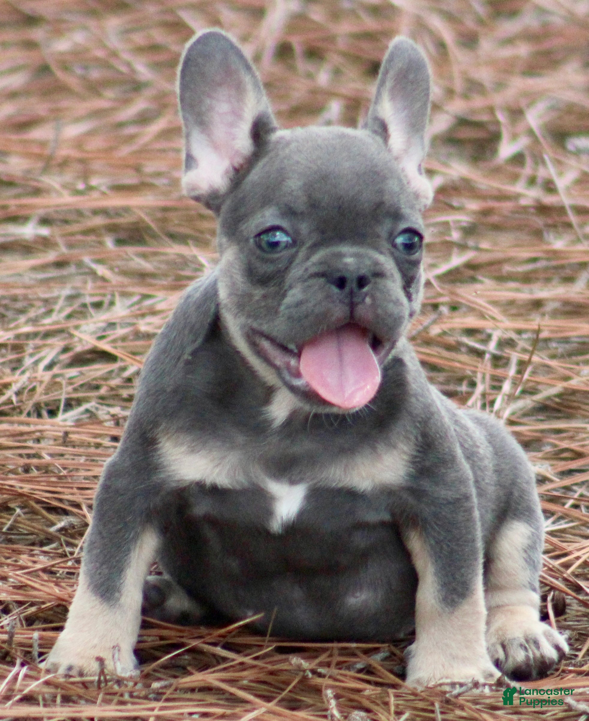 French Bulldog dogs for sale: Freddie  - Ad 2