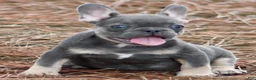 French Bulldog dogs for sale: Freddie  - Ad 1