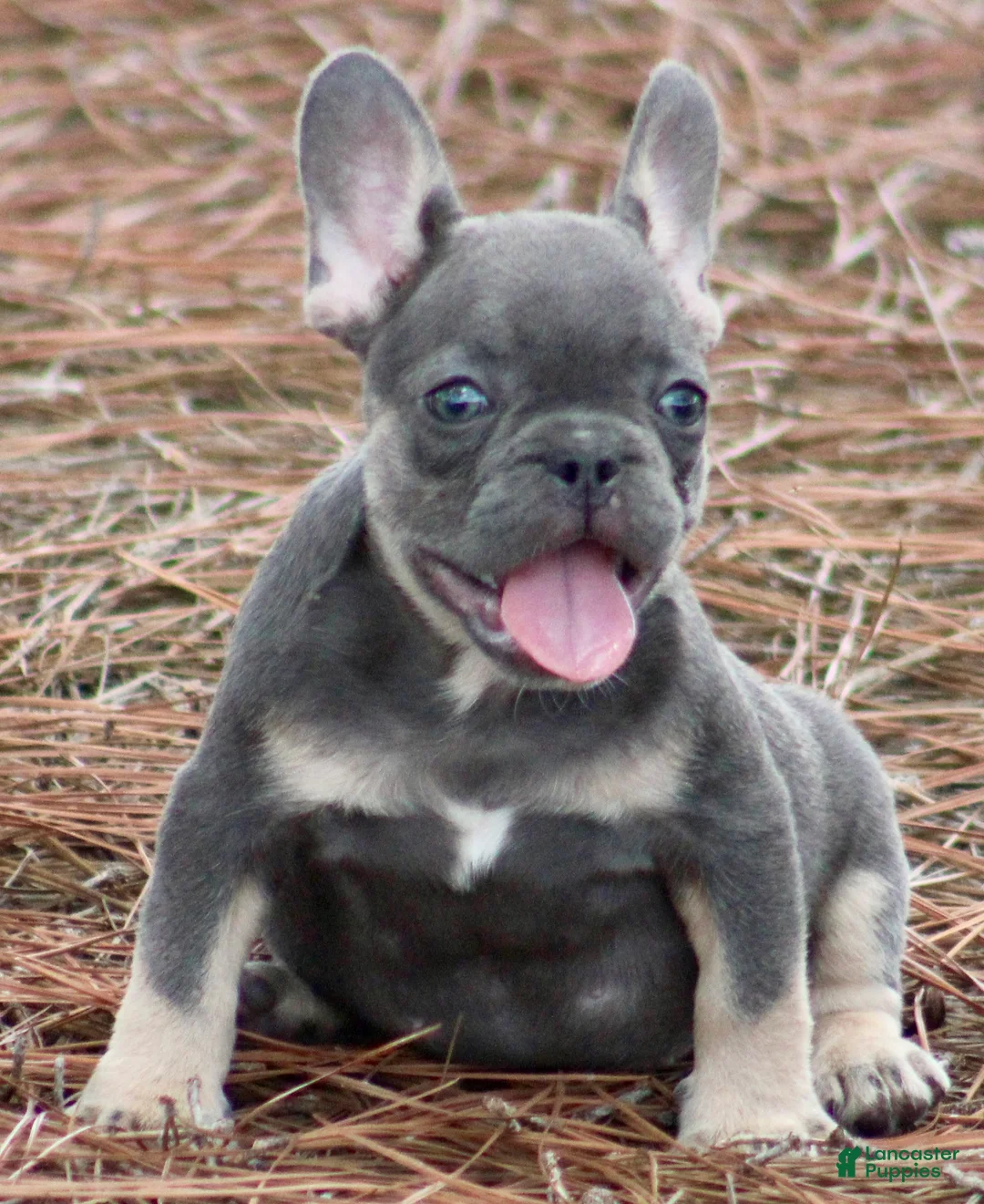 French Bulldog dogs for sale: Freddie  - Ad 1