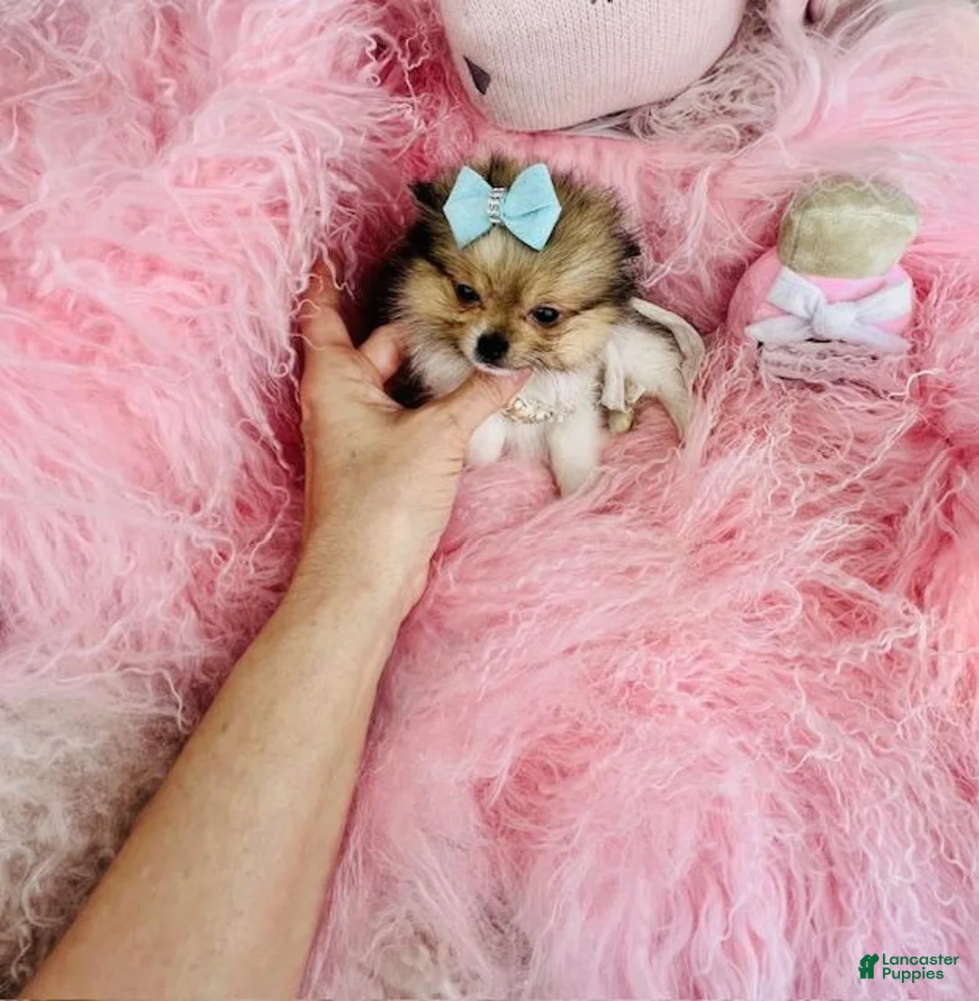 Mixed Breed dogs for sale: Mixed Breed Puppy 1 - Ad 2