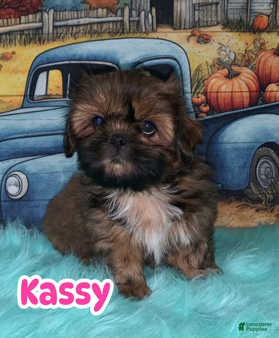 Shih Tzu dogs Kassy - Ad 1