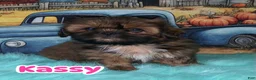 Shih Tzu dogs for sale: Kassy - Ad 1