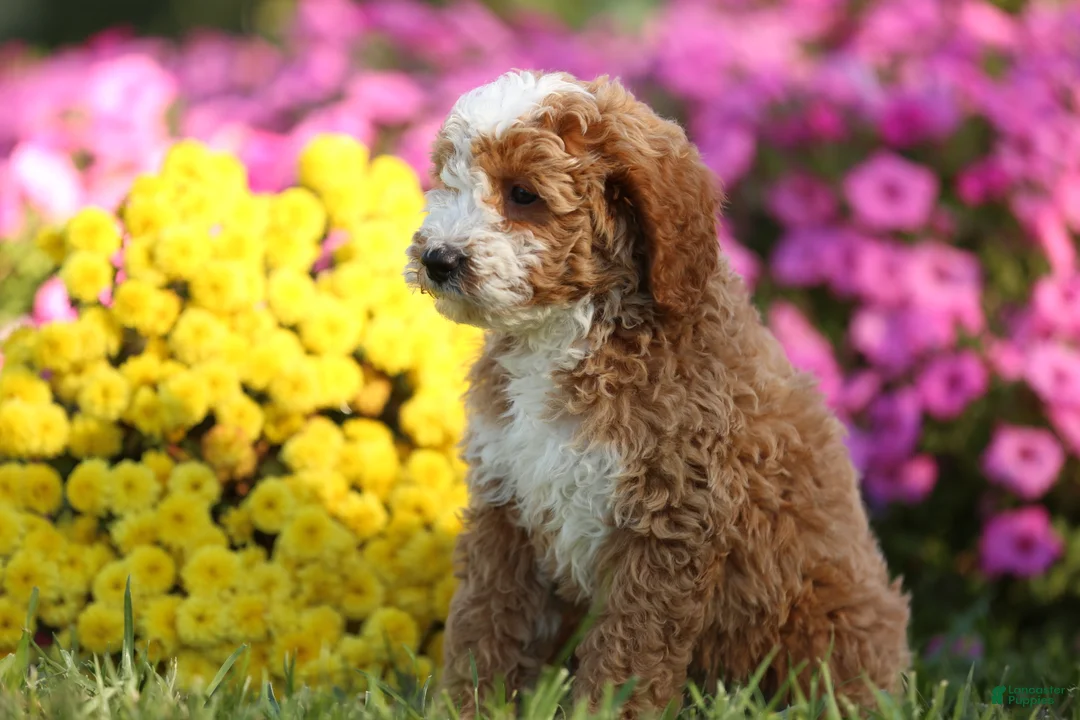 Mini Goldendoodle dogs for sale: Alex - Ad 2