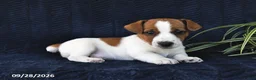 Jack Russell Terrier dogs for sale: Mason - Ad 3