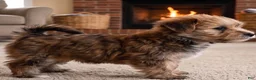 Morkie dogs for sale: Jasper - Ad 6