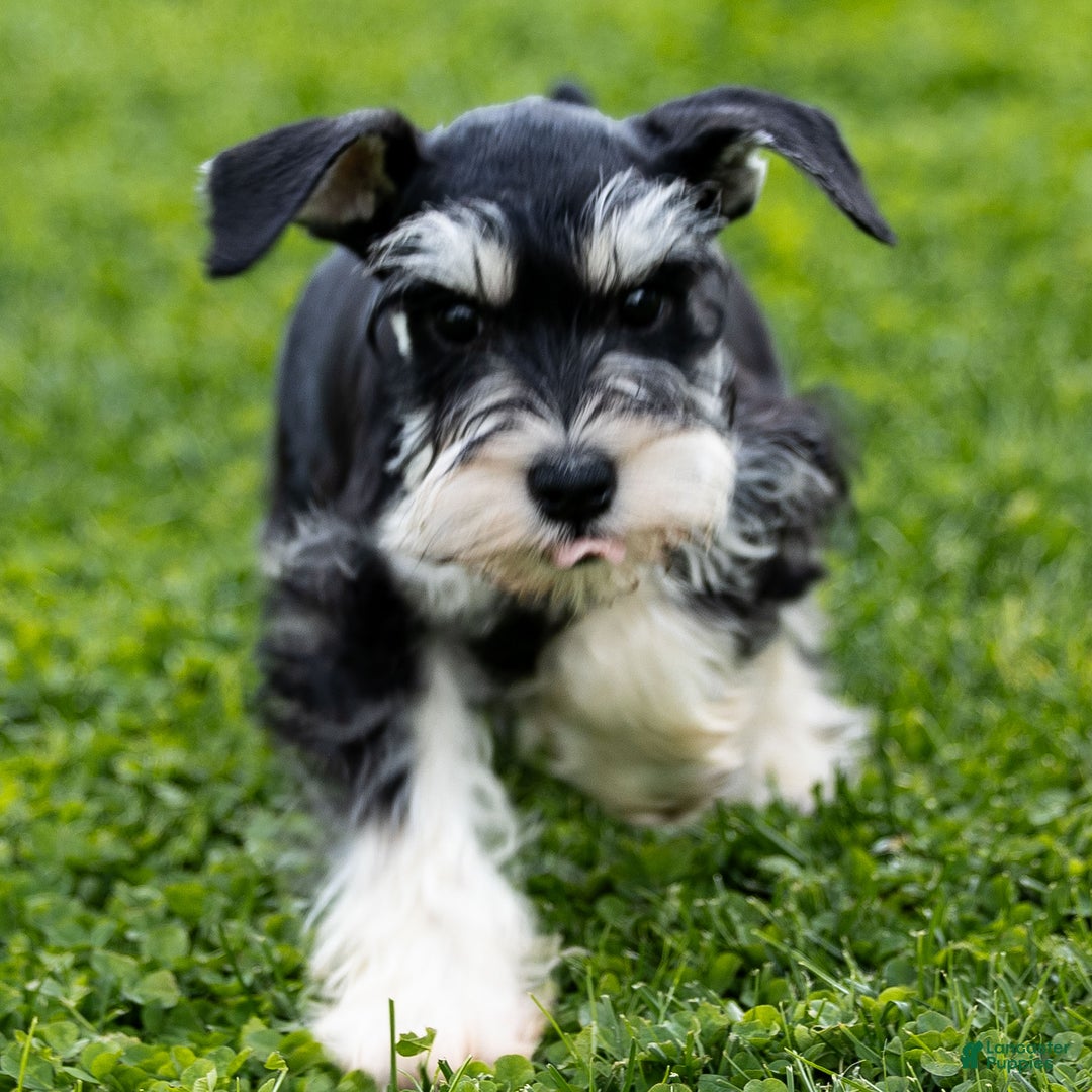 Miniature Schnauzer dogs for sale: Spencer - Ad 2