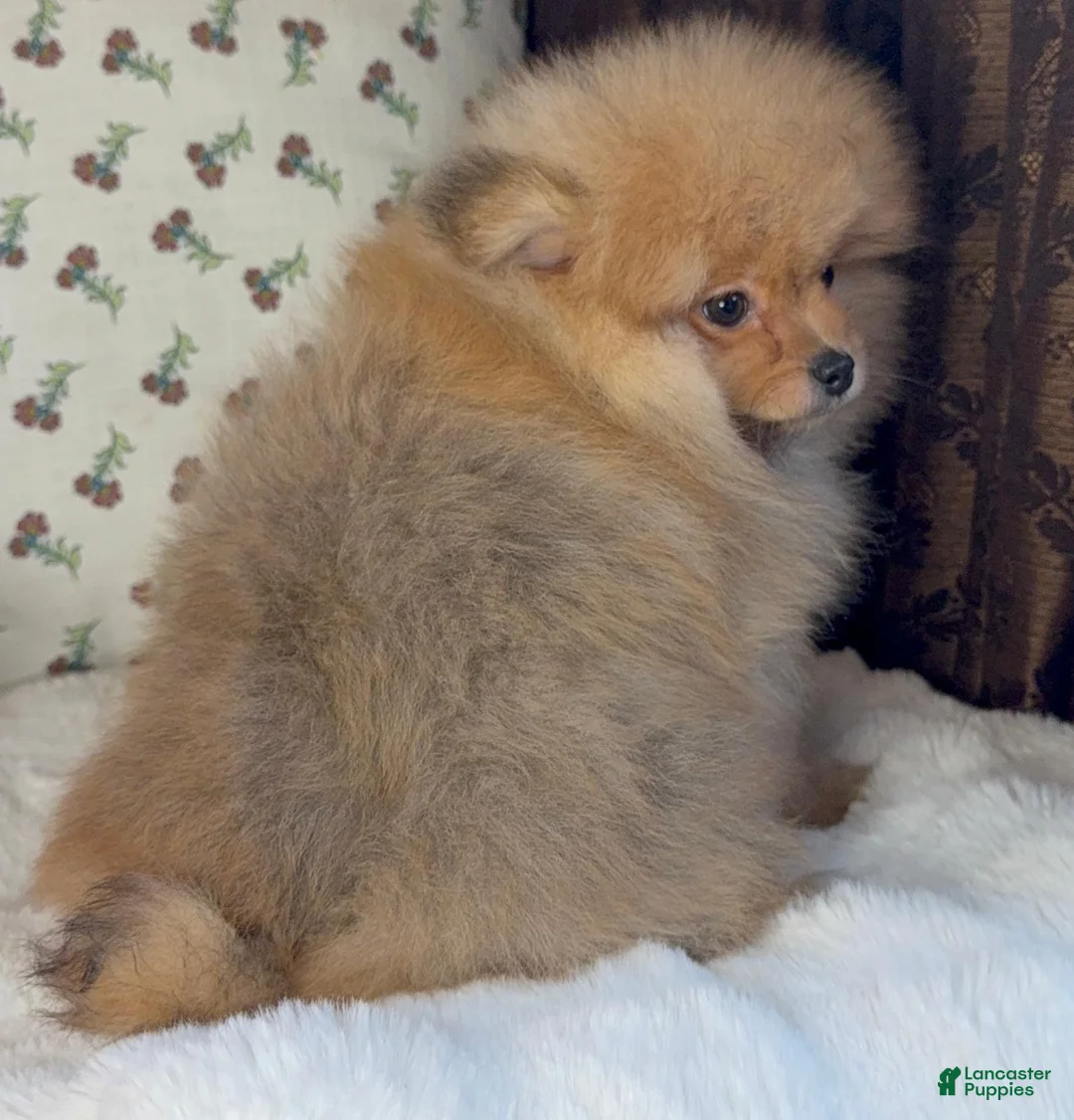 Pomeranian dogs for sale: Pomeranian puppy George - Ad 6
