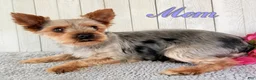 Yorkshire Terrier dogs for sale: Stella - Ad 7