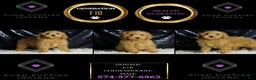 Mini Goldendoodle dogs for sale: Donald - Ad 6