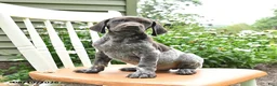 German Shorthaired Pointer dogs for sale: Chase - Ad 3